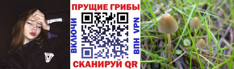купить закладку  Бологое  hydra рабочий сайт  Галлюциногенные грибы Magic Shrooms 
